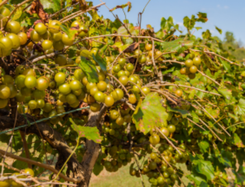 pg电子下载’s Center for Conservation Research set to distribute over 10,000 muscadine grape cuttings to farmers